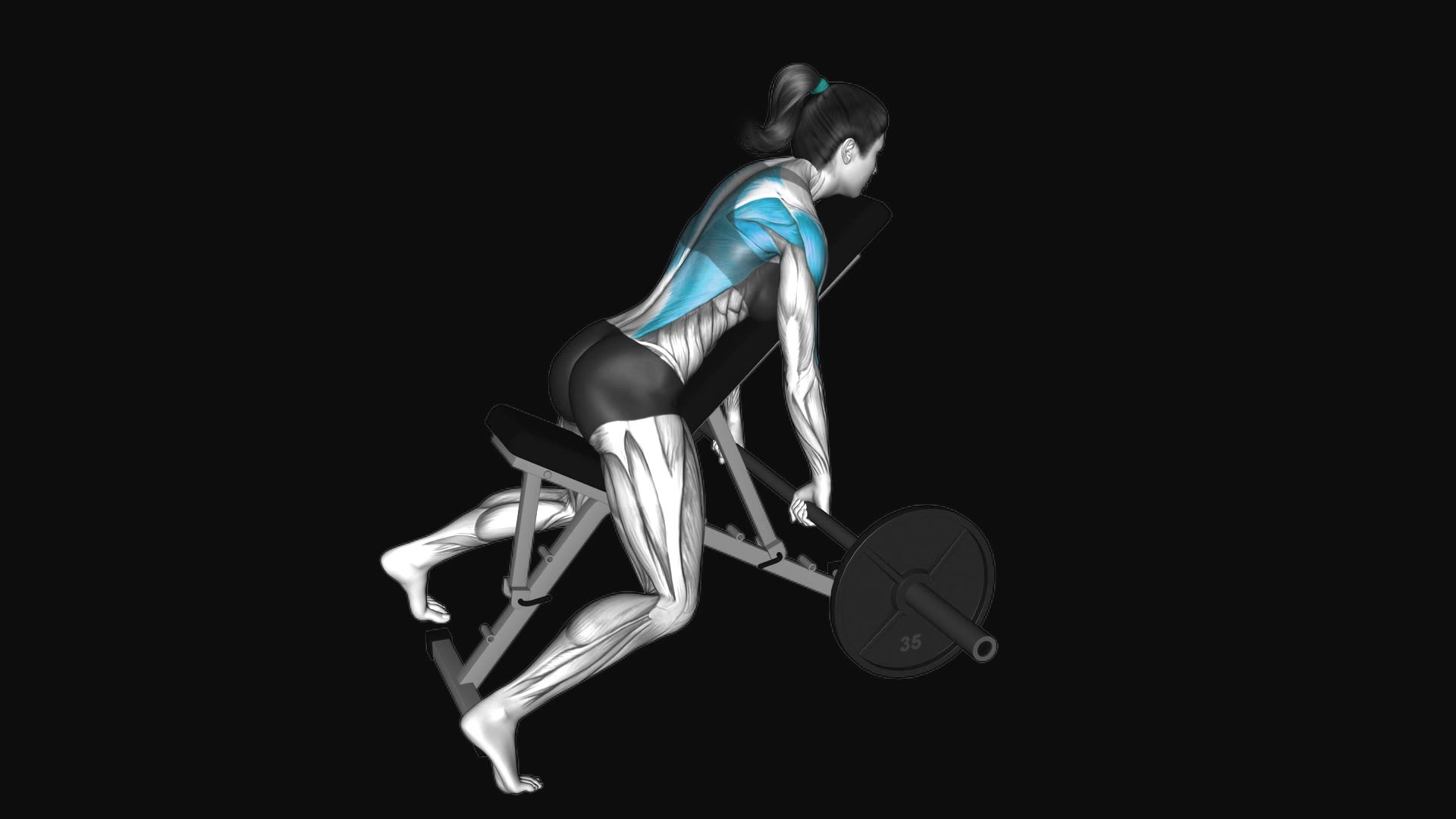 Barbell Incline Row On Bench