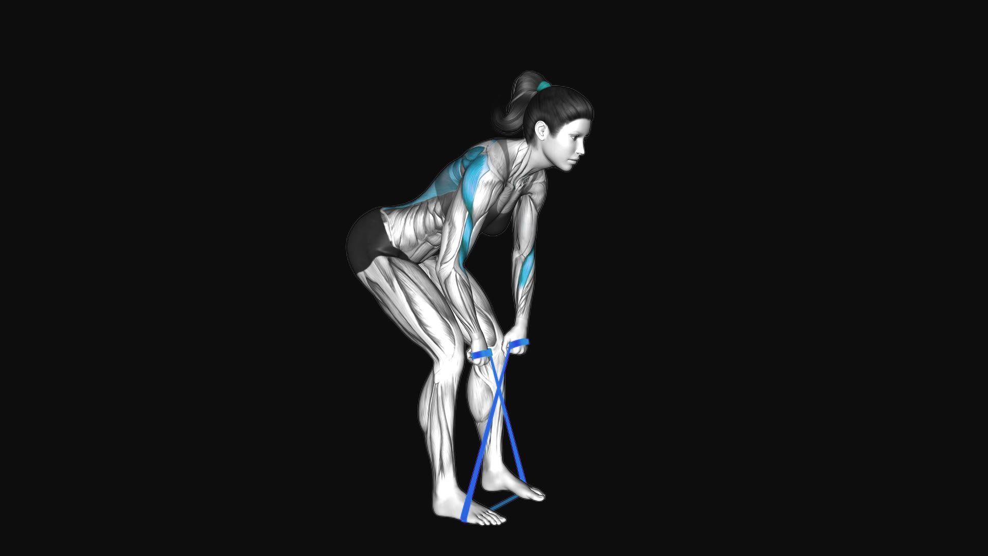 Resistance Band Bent over Row (Version 2)