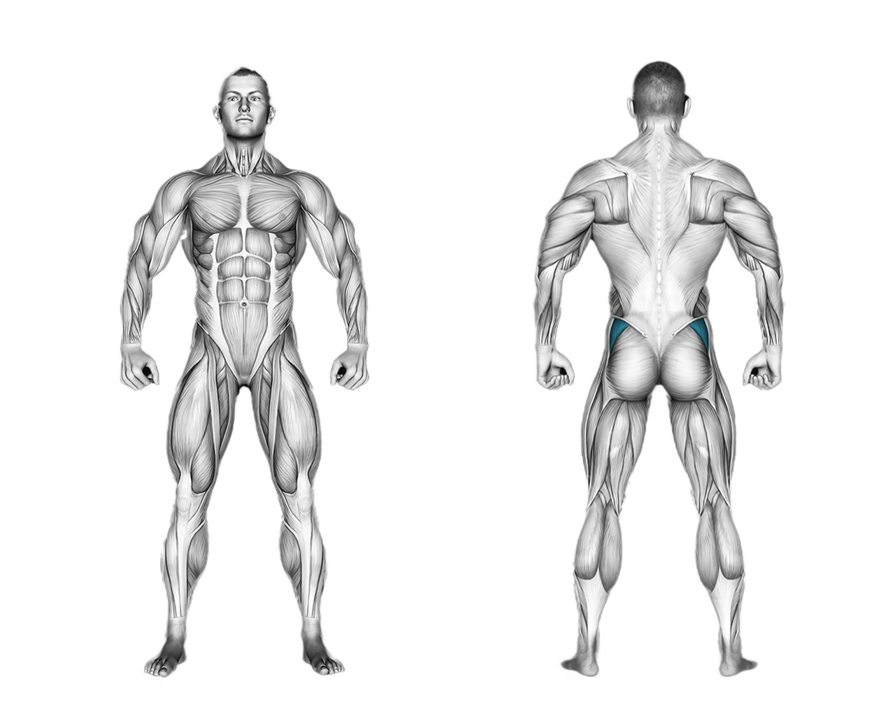 Lever Seated Hip Abduction: legs