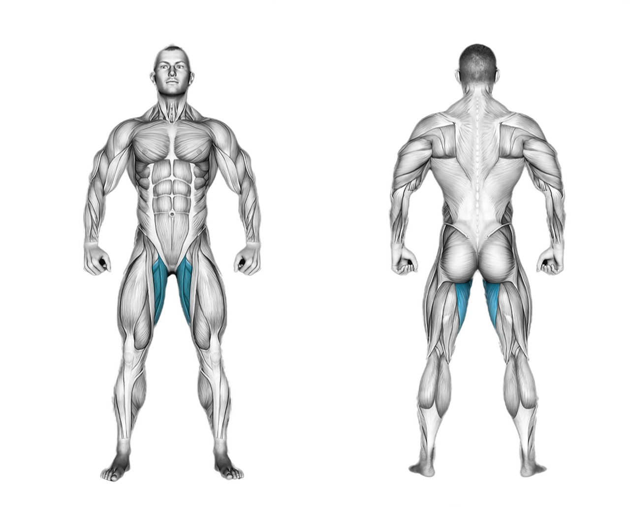 Lever Seated Hip Adduction: legs
