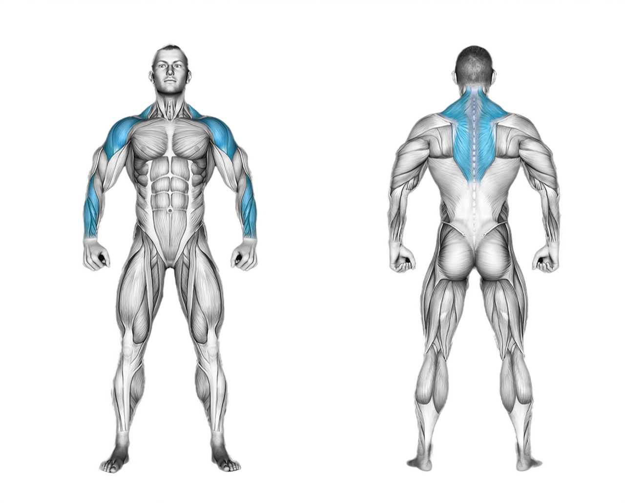 Barbell Front Raise: shoulders