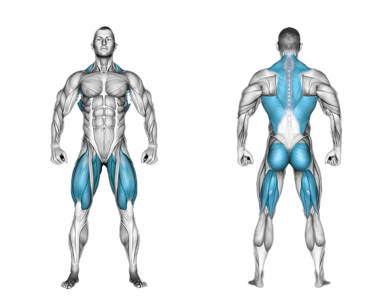 Barbell Sumo Squat: legs, glutes