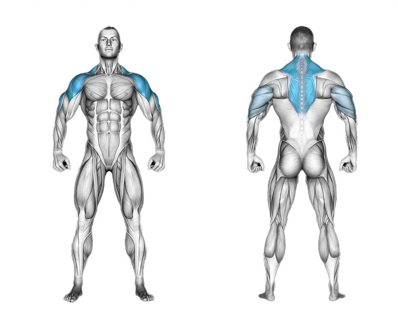 Barbell Standing Military Press: shoulders