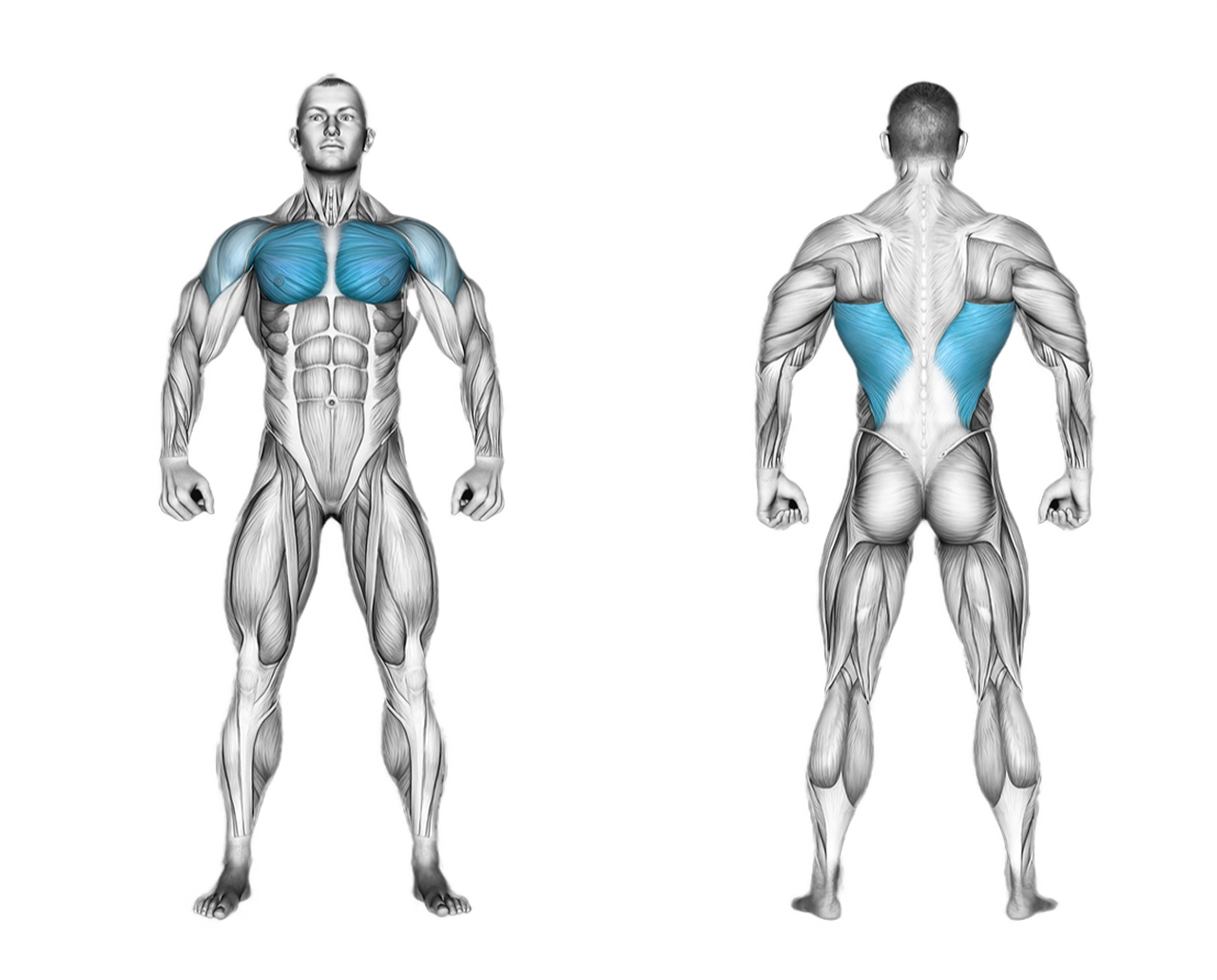 High Cable Chest Fly: chest
