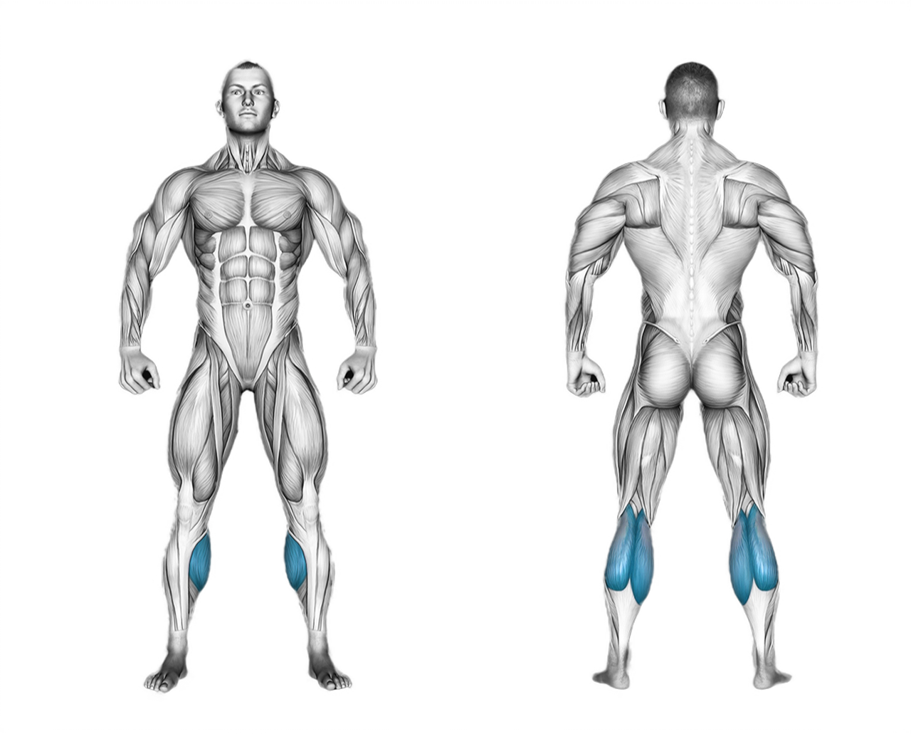 Barbell Floor Calf Raise: calves