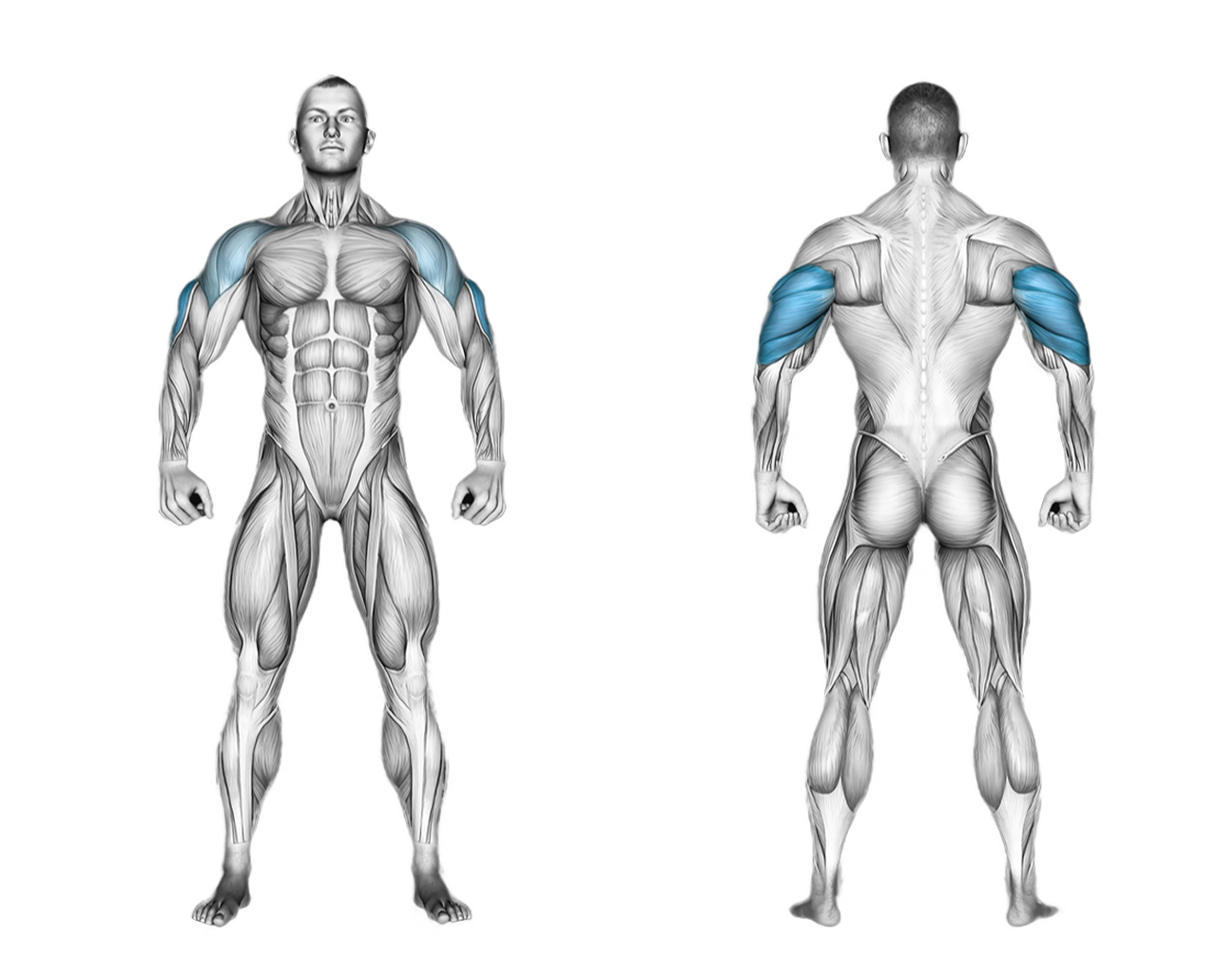 Lever Seated Dip Machine: triceps