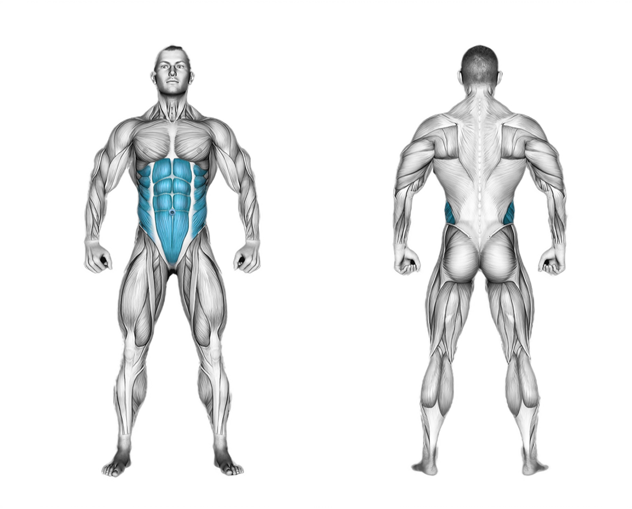 Lever Seated Crunch Machine: abs