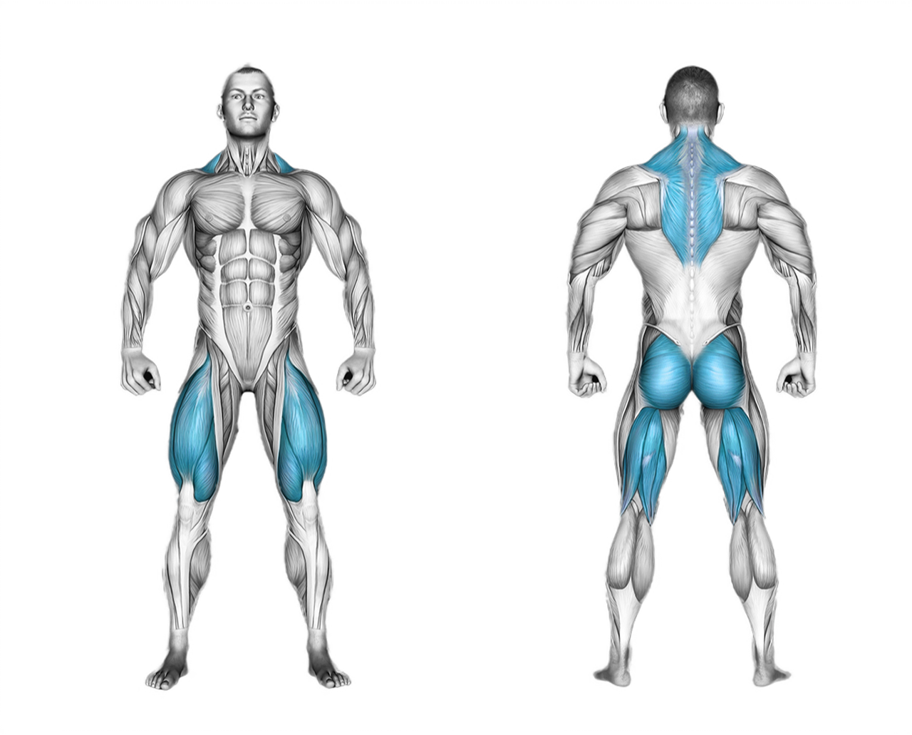 Dumbbell Romanian Deadlift: legs, glutes