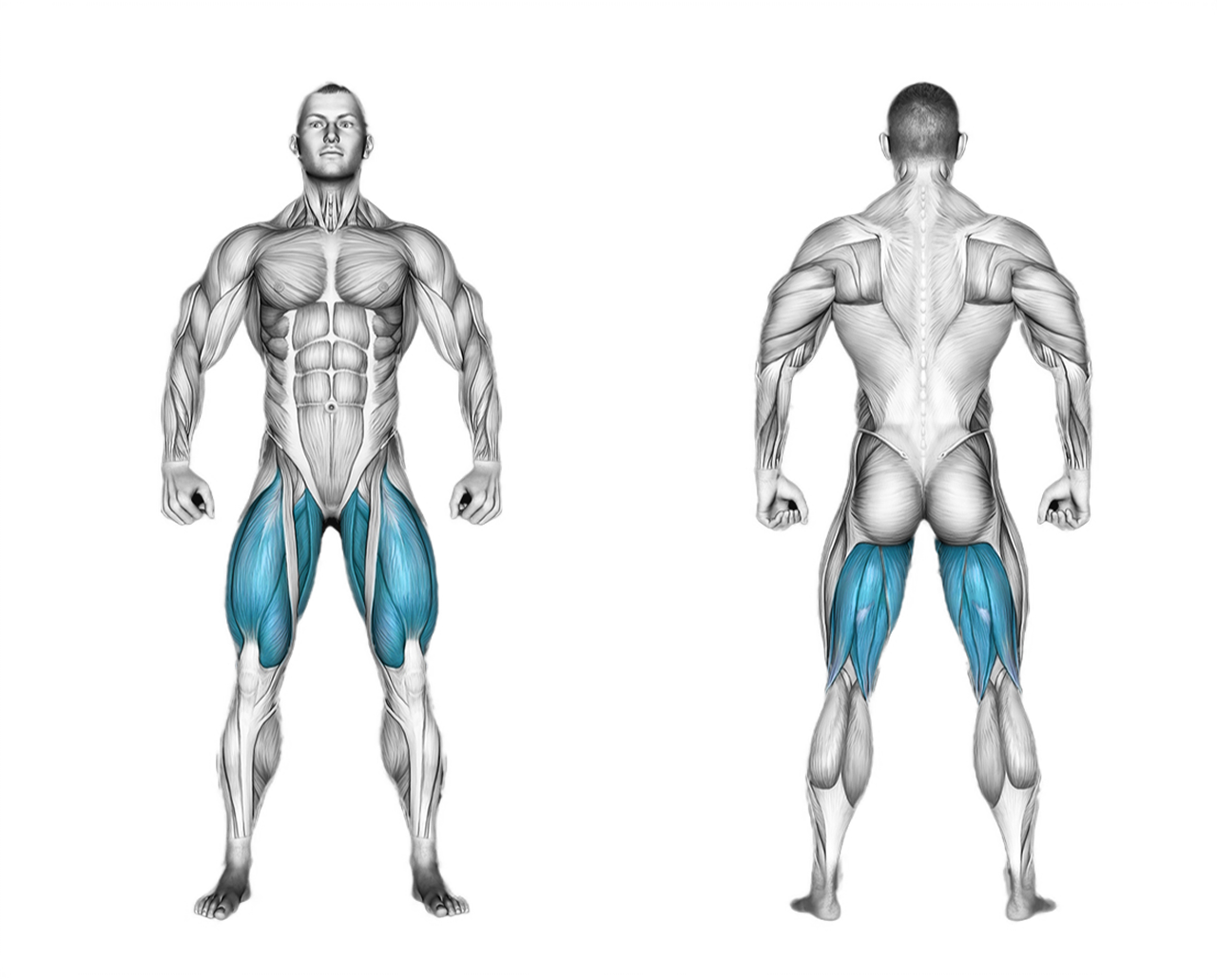 Barbell Olympic Squat: legs