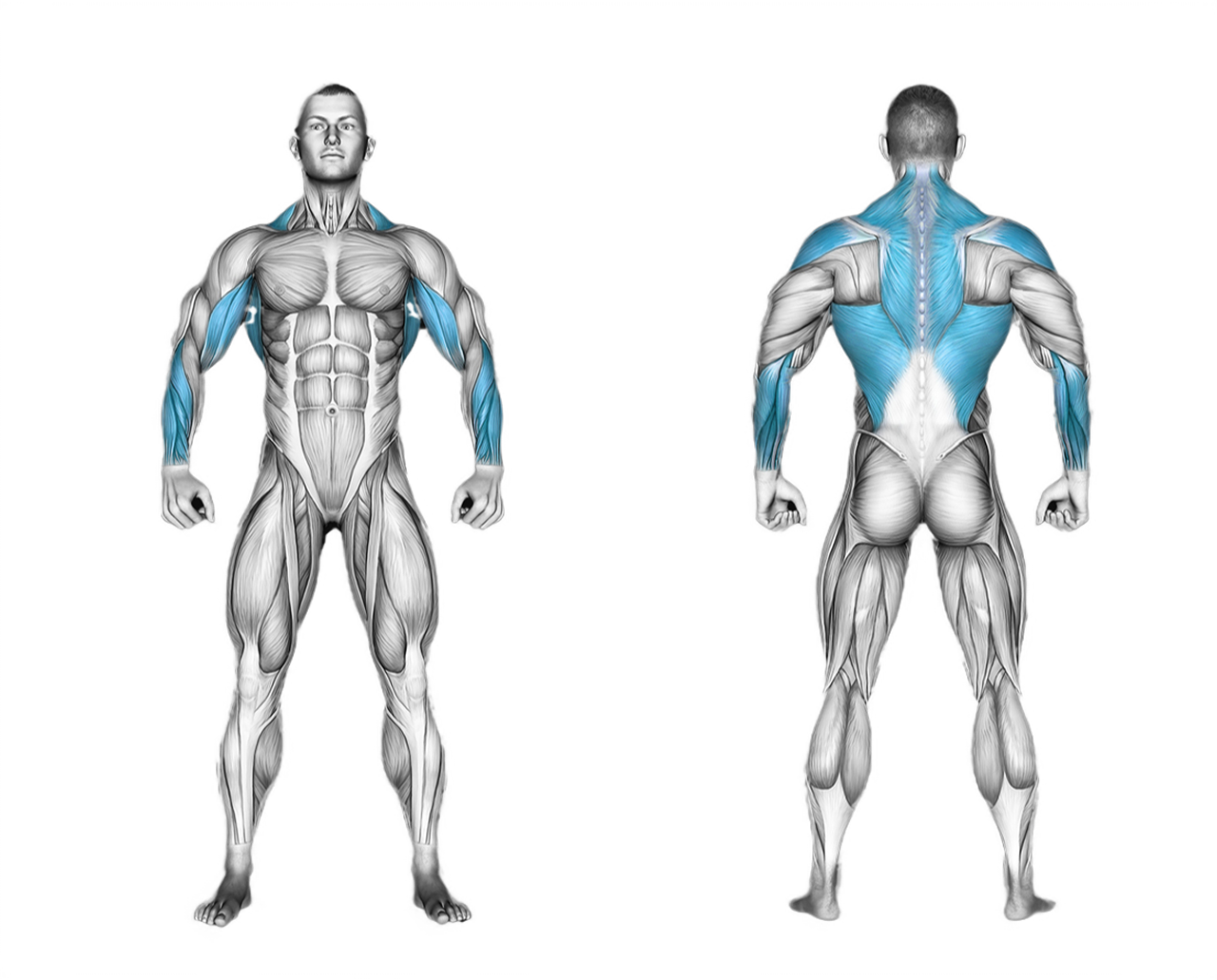 Cable Lateral Pulldown with V-Bar: back