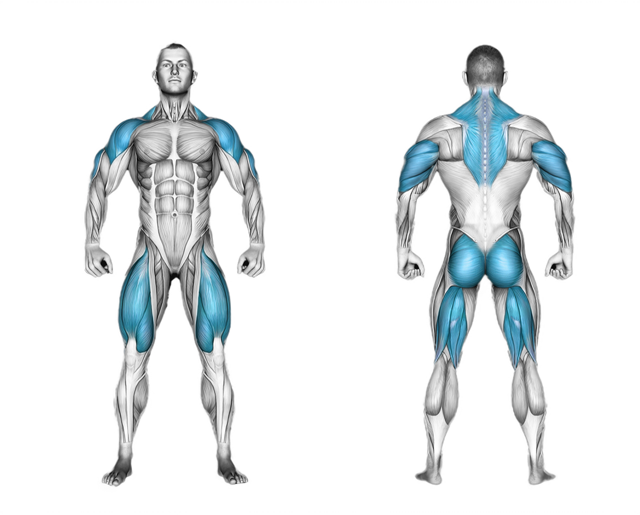 Dumbbell Thruster: legs, shoulders