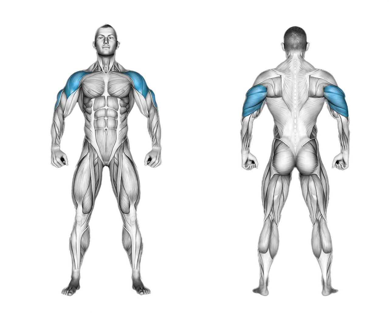 Landmine Press: shoulders