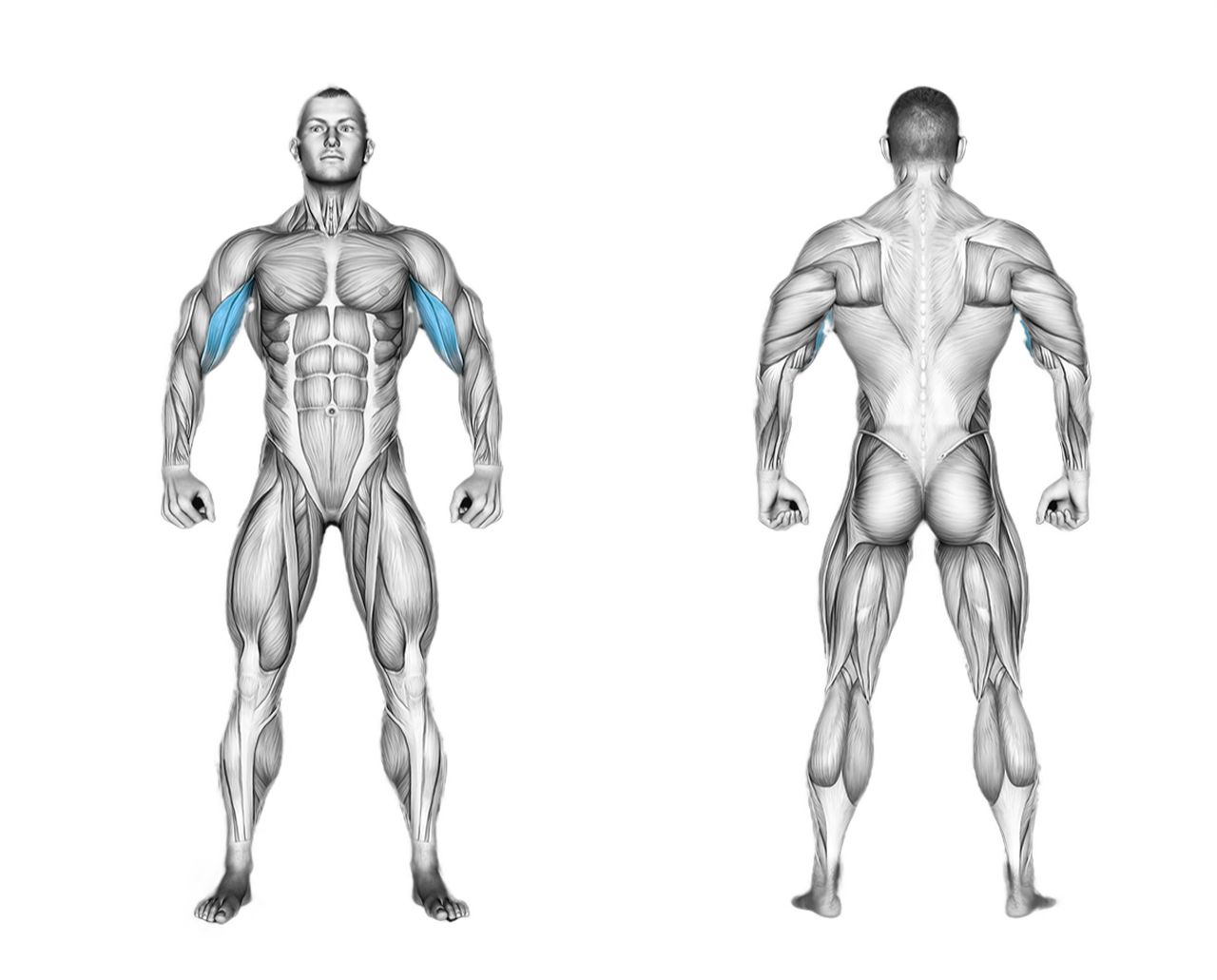 EZ-Barbell Preacher Curl: biceps