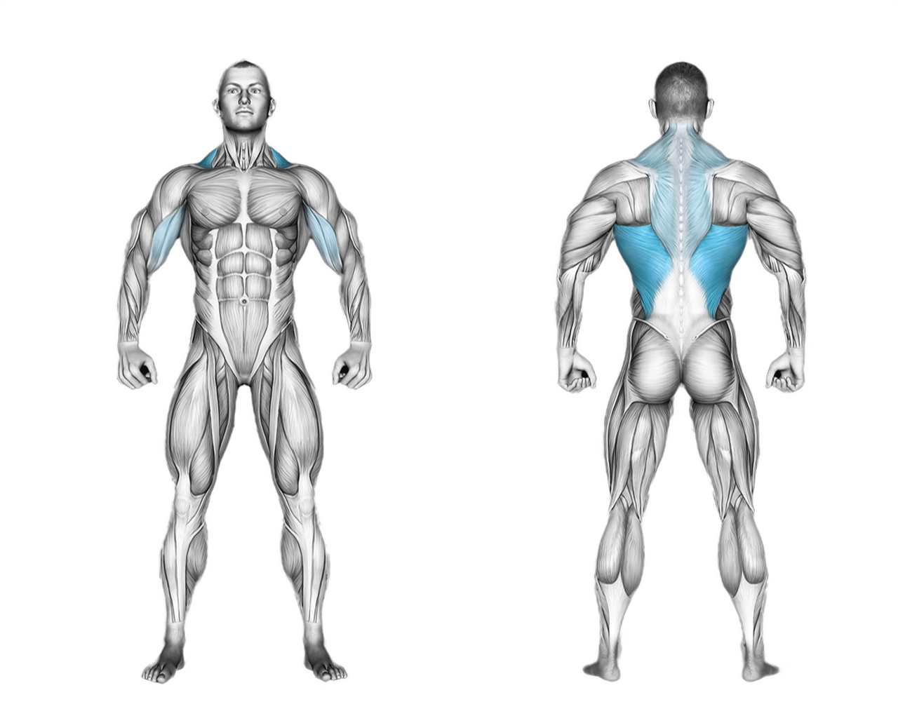 Lever Cross Lat Pulldown: back