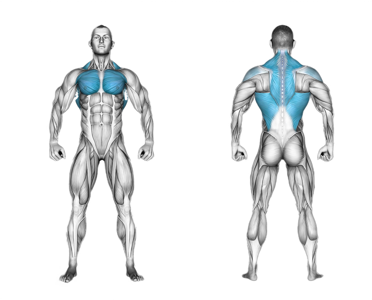 Barbell Bent-Arm Pullover: chest, back