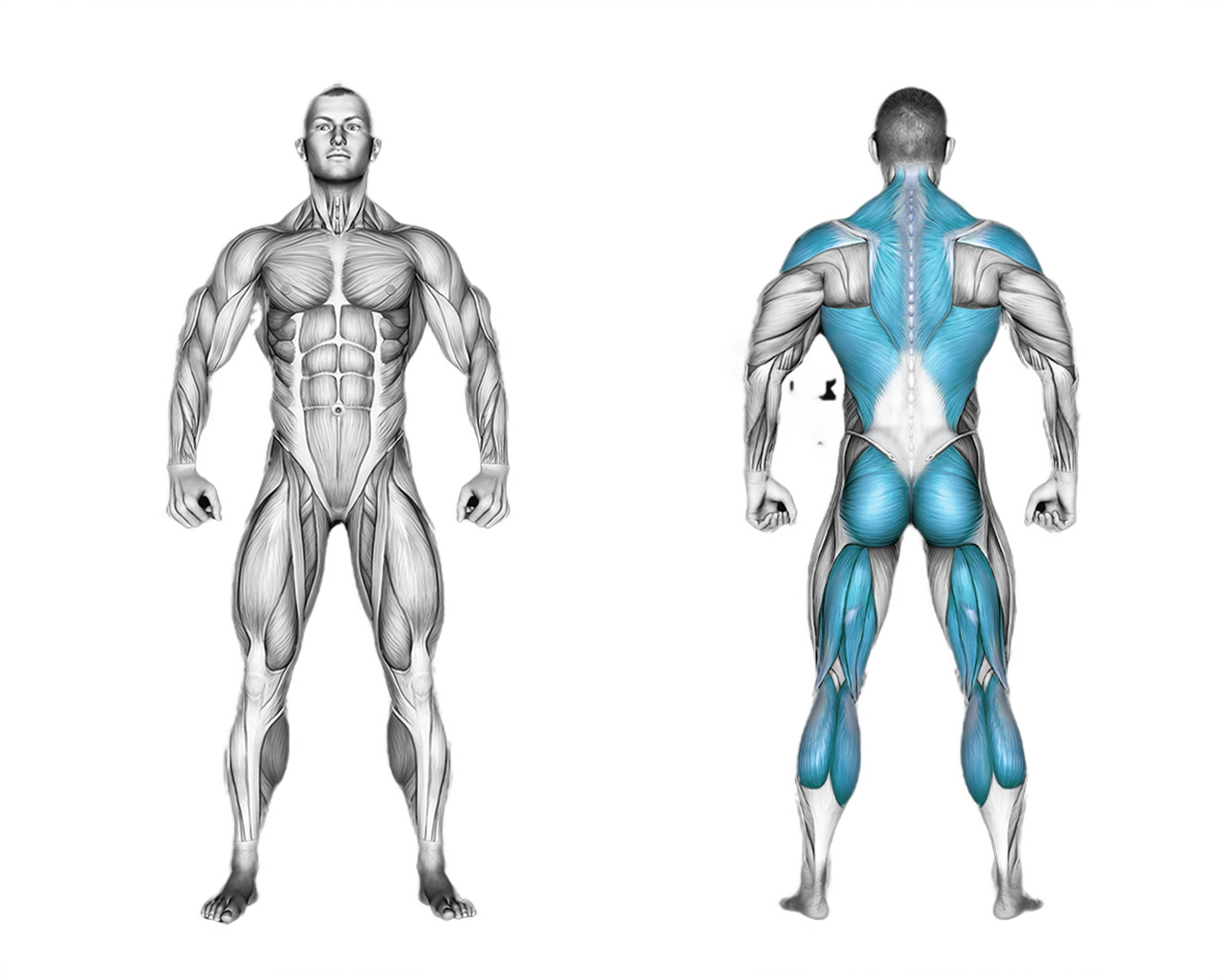 Rowing with rowing machine: back