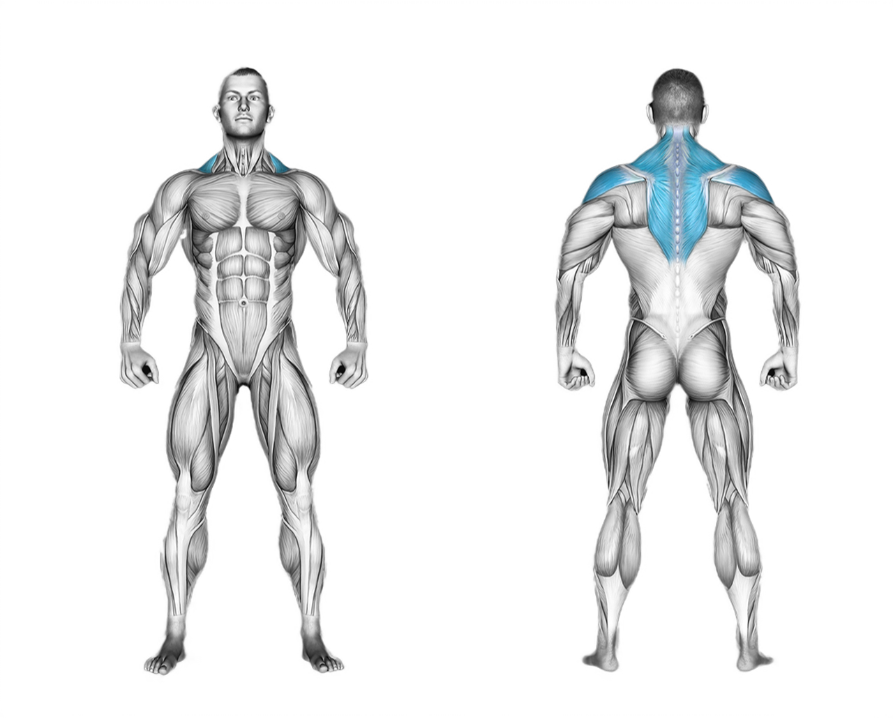 Barbell Rear Delt Row: shoulders