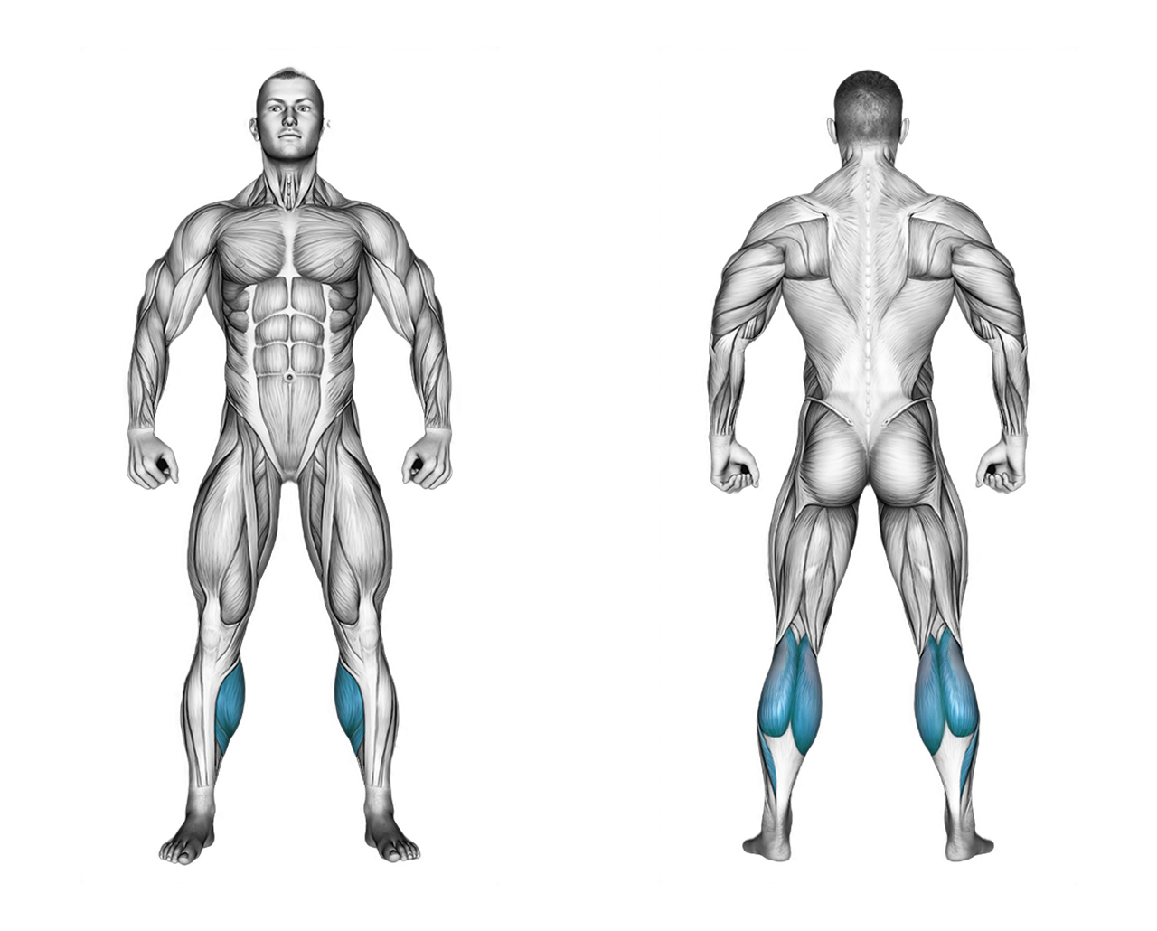 Barbell Standing Calf Raise: calves