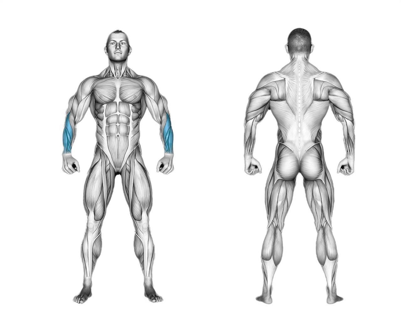 Barbell Wrist Reverse Curl: forearms