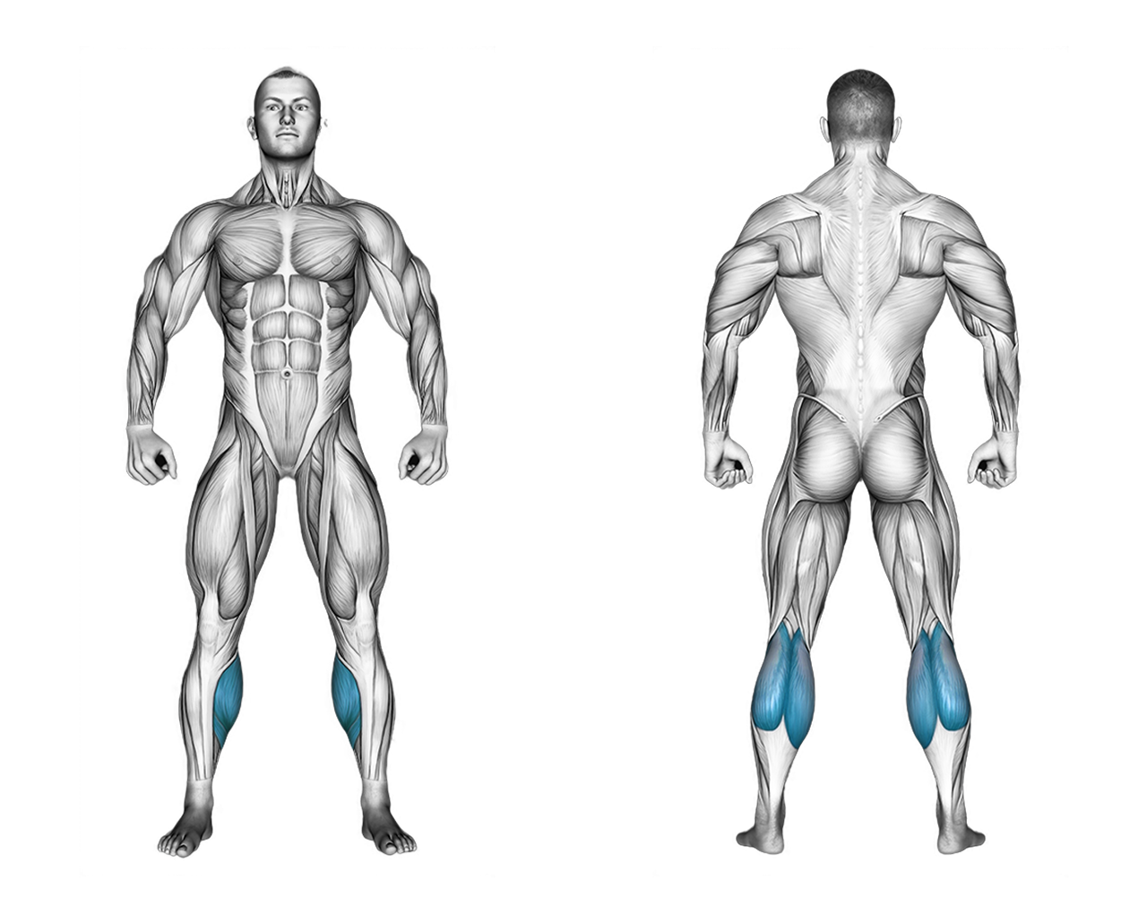 Smith Machine Calf Raise: calves