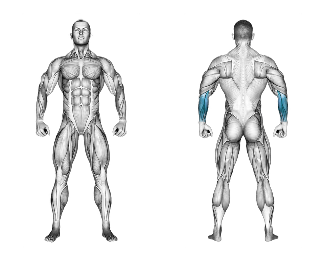 Dumbbell Behind Back Wrist Curl: forearms