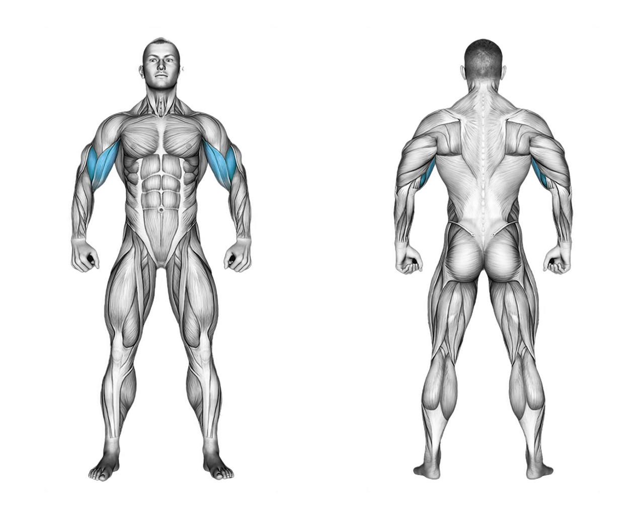 Dumbbell Cross Body Hammer Curl: biceps