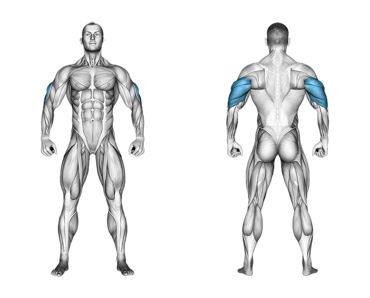 Single Arm Cable Tricep Pushdown: triceps