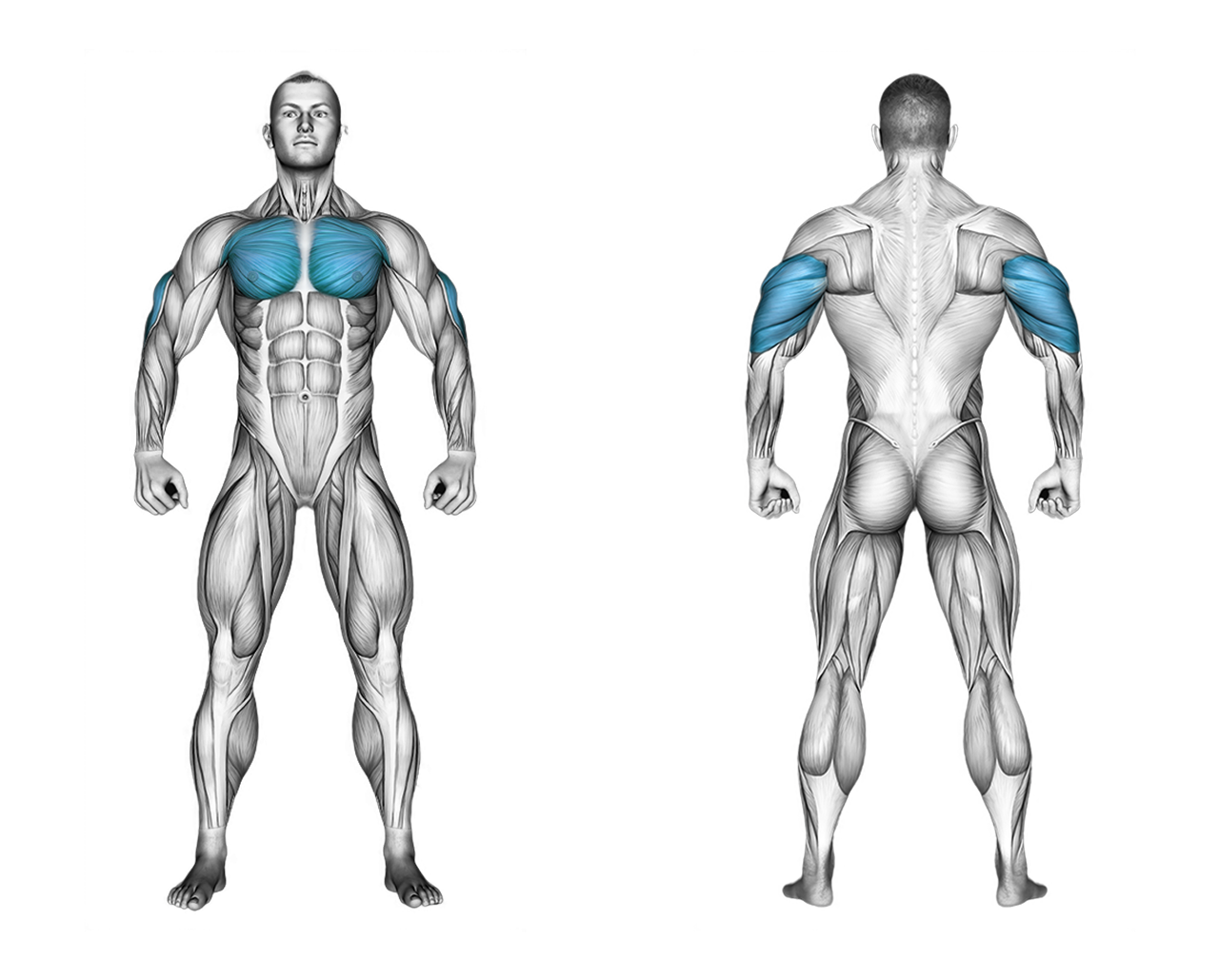 Weighted Tricep Dips: triceps, chest