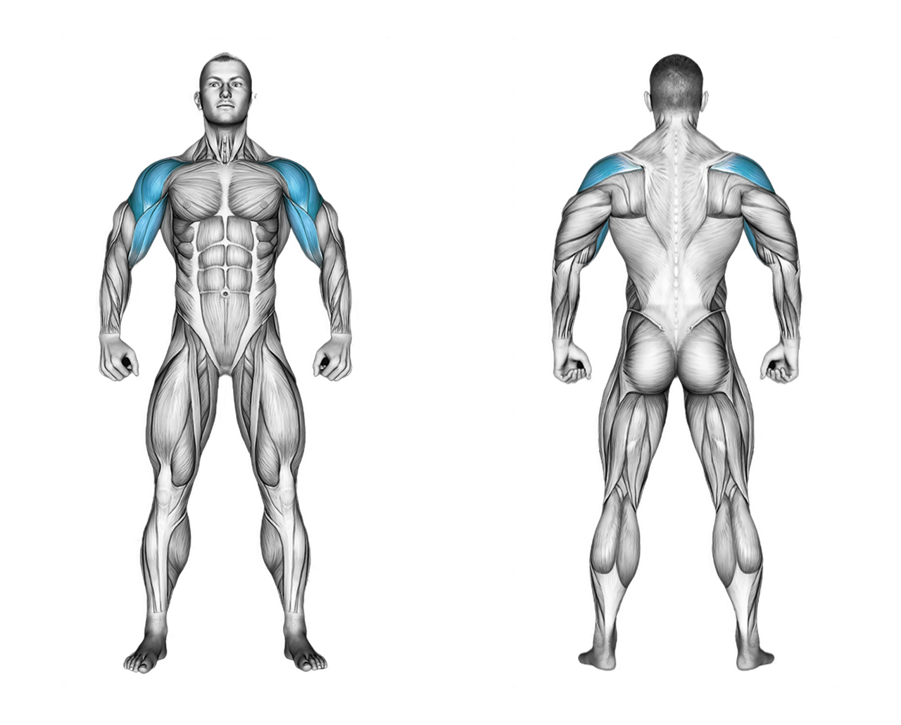 Hand Bike Exercise: shoulders, abs
