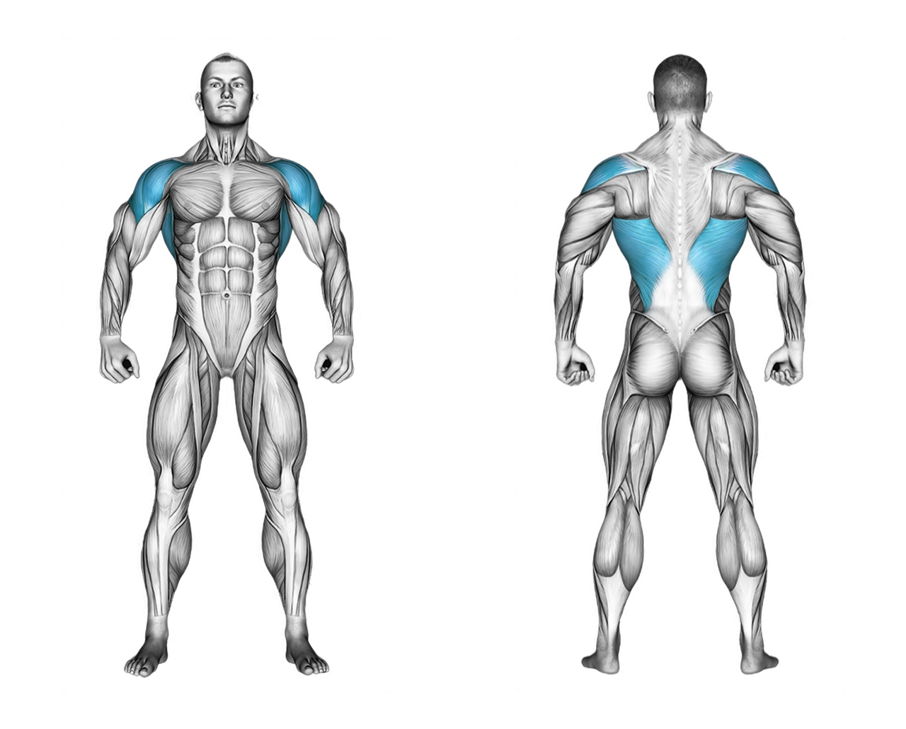 Ski Ergometer: legs, back, shoulders