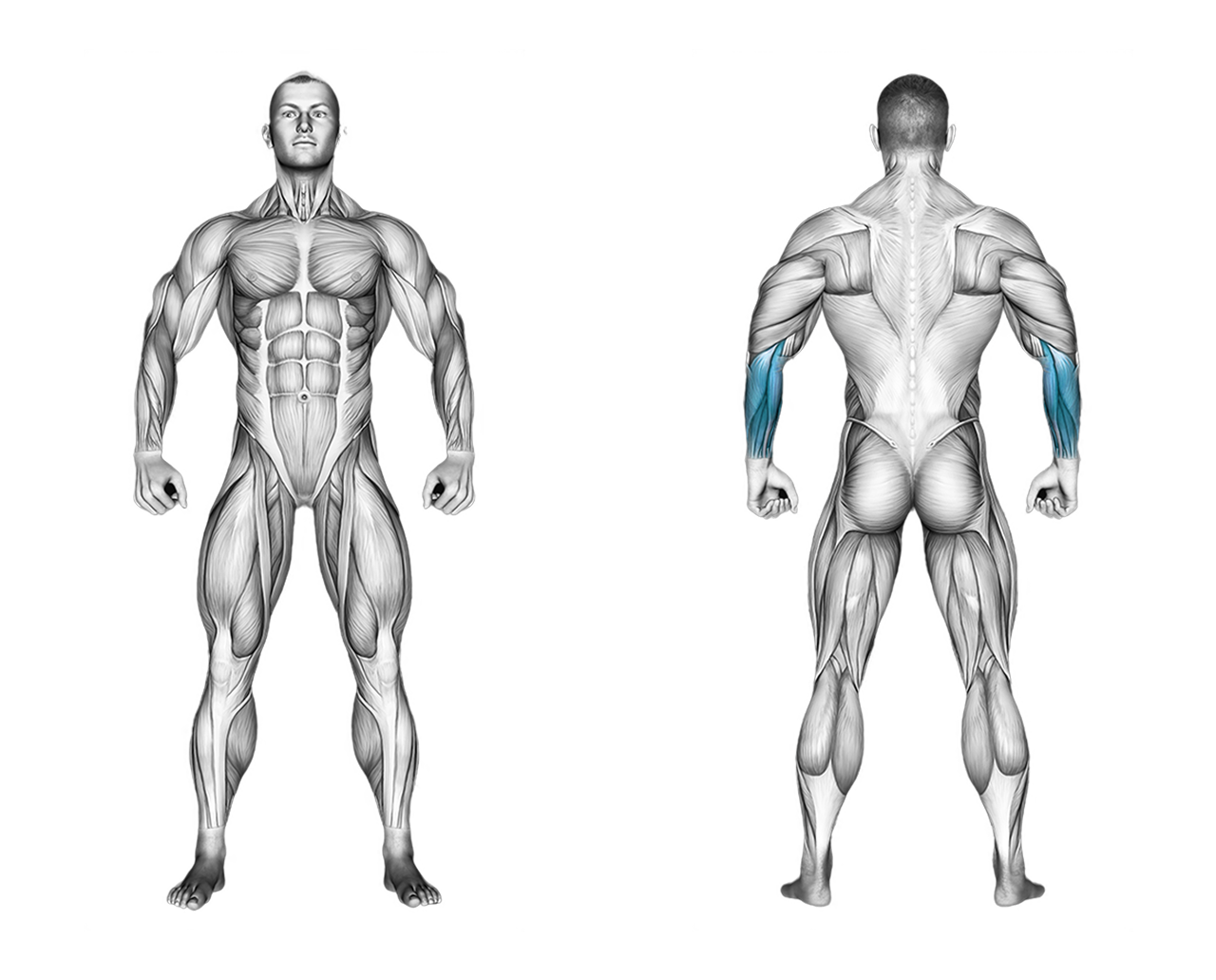 Barbell Standing Wrist Curl: forearms