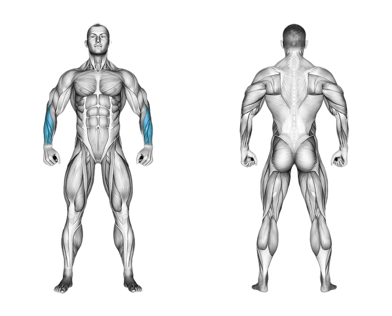 Dumbbell Standing Reverse Wrist Curl: forearms
