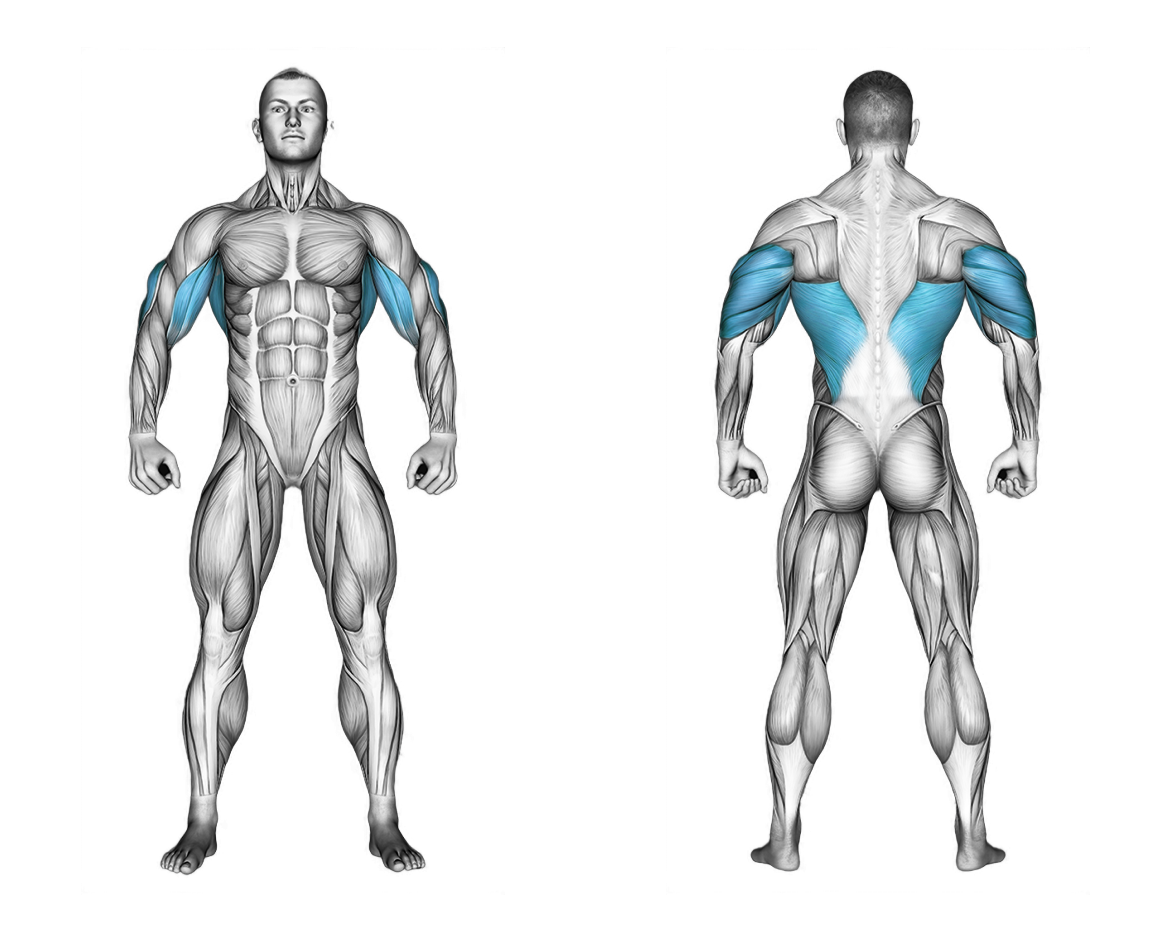 Assisted Parallel Close Grip Pull-up: back