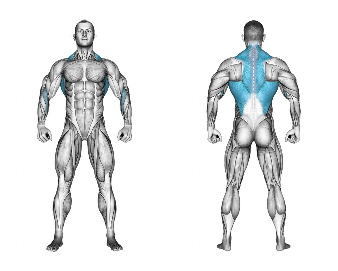 Barbell Incline Row: back