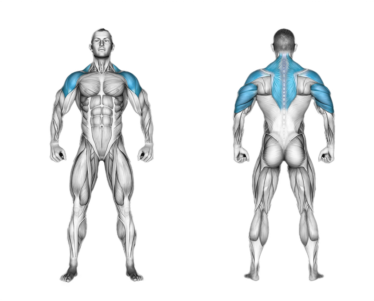 Barbell Seated Overhead Press: shoulders