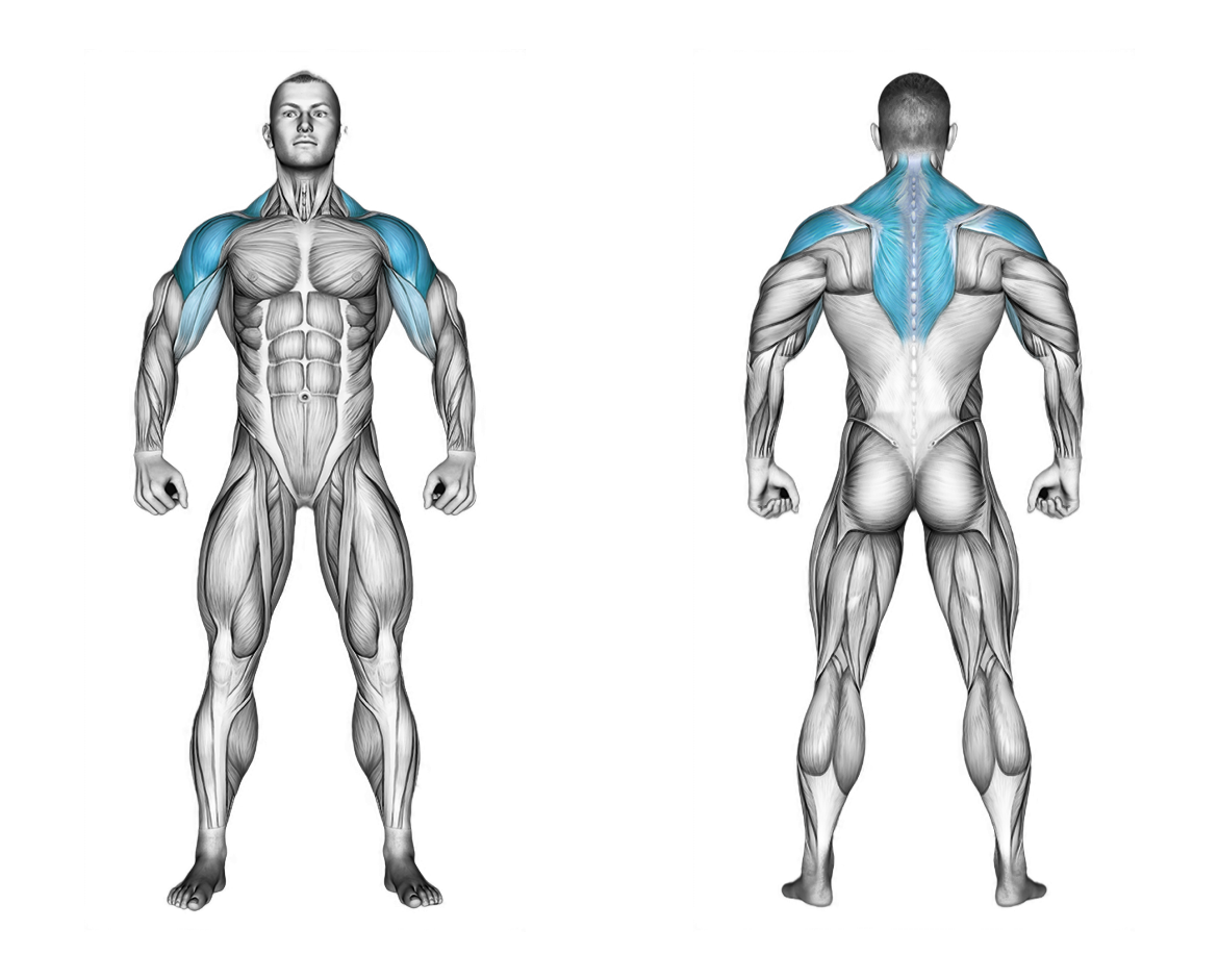 Battling Ropes: shoulders, back