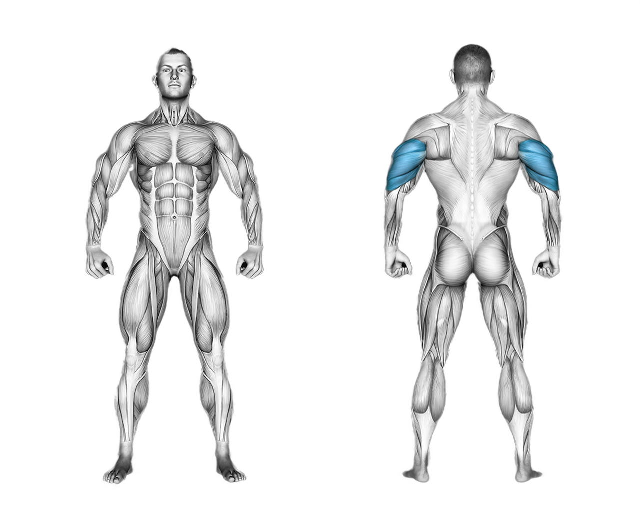 Barbell Seated Overhead Triceps Extension: triceps