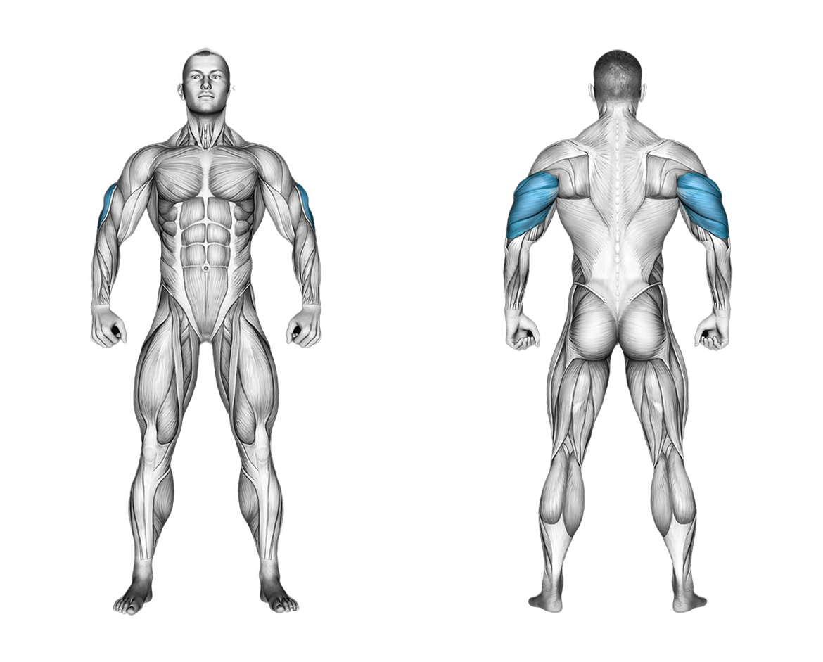 Cable Incline Pushdown: back, triceps