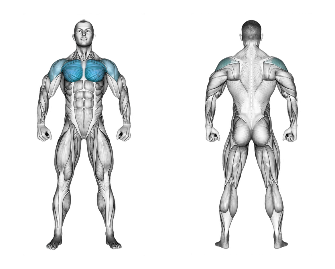 Cable Lying Fly: chest