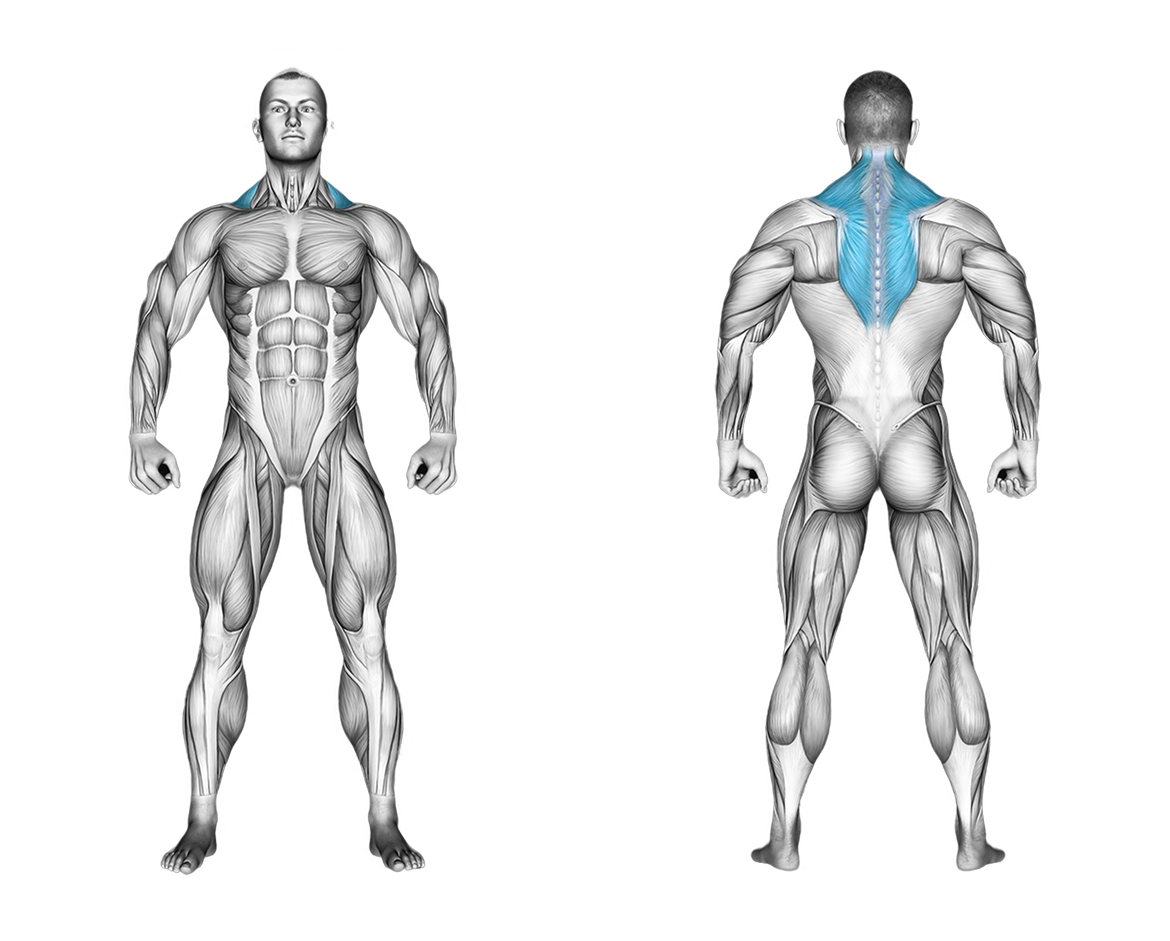 Cable Shrug: back