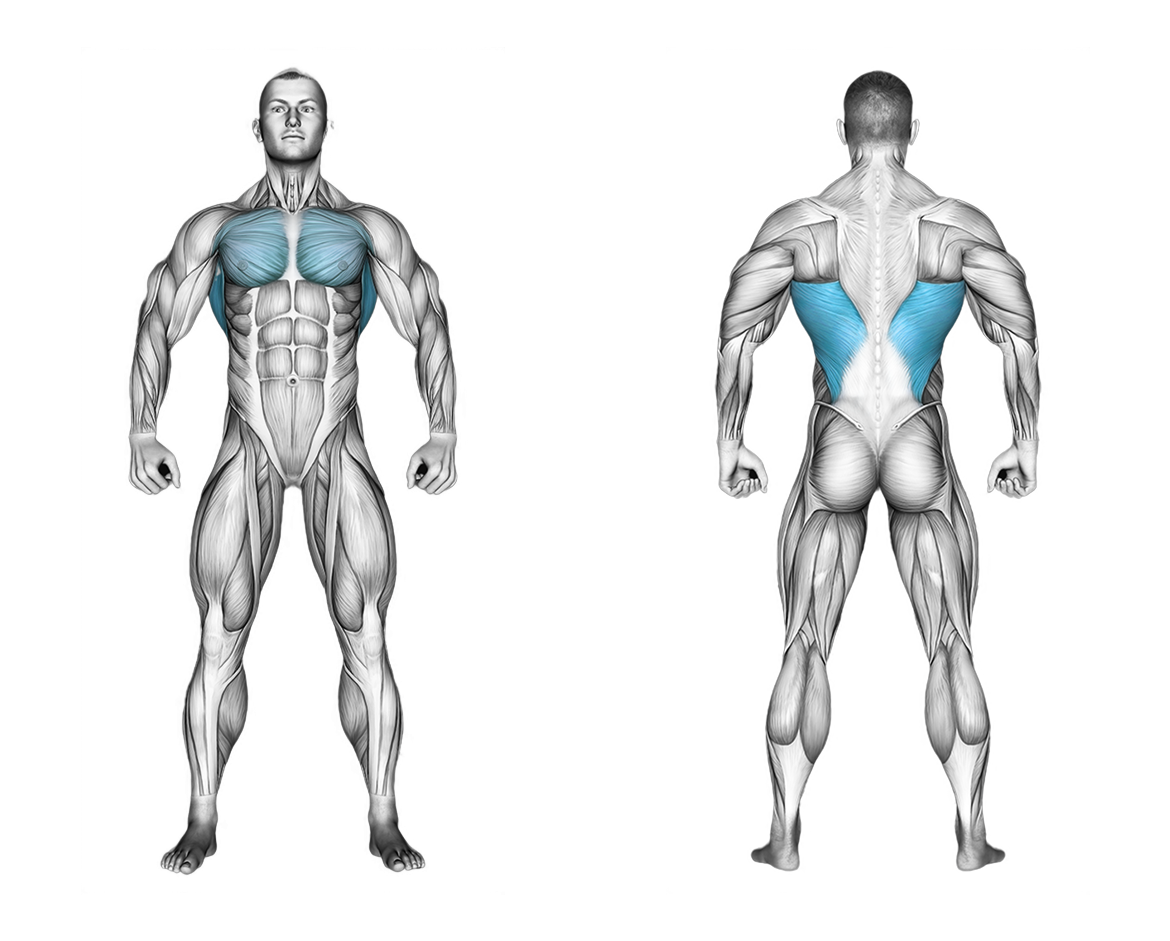 Cable Straight Arm Pulldown (with rope): back