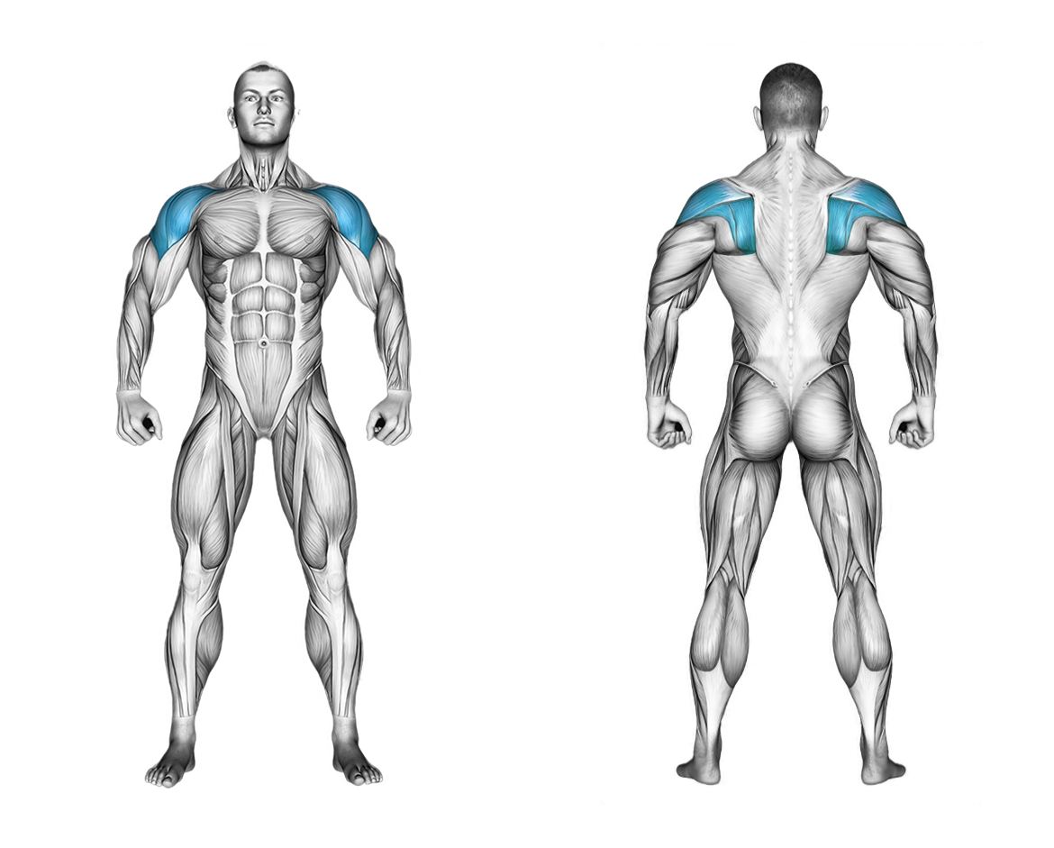 Dumbbell Lying Rear Lateral Raise: shoulders, back