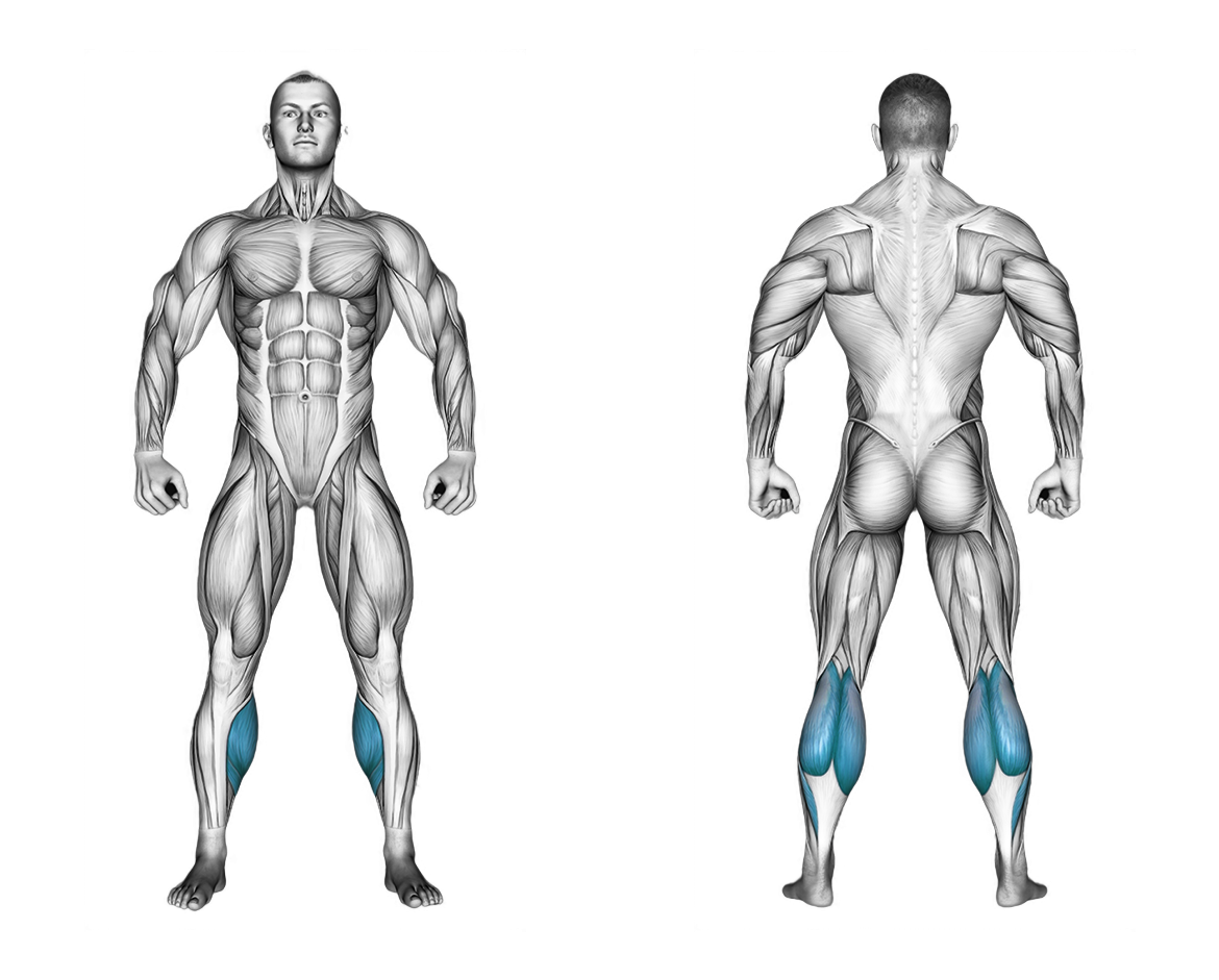 Dumbbell Standing Calf Raise: calves