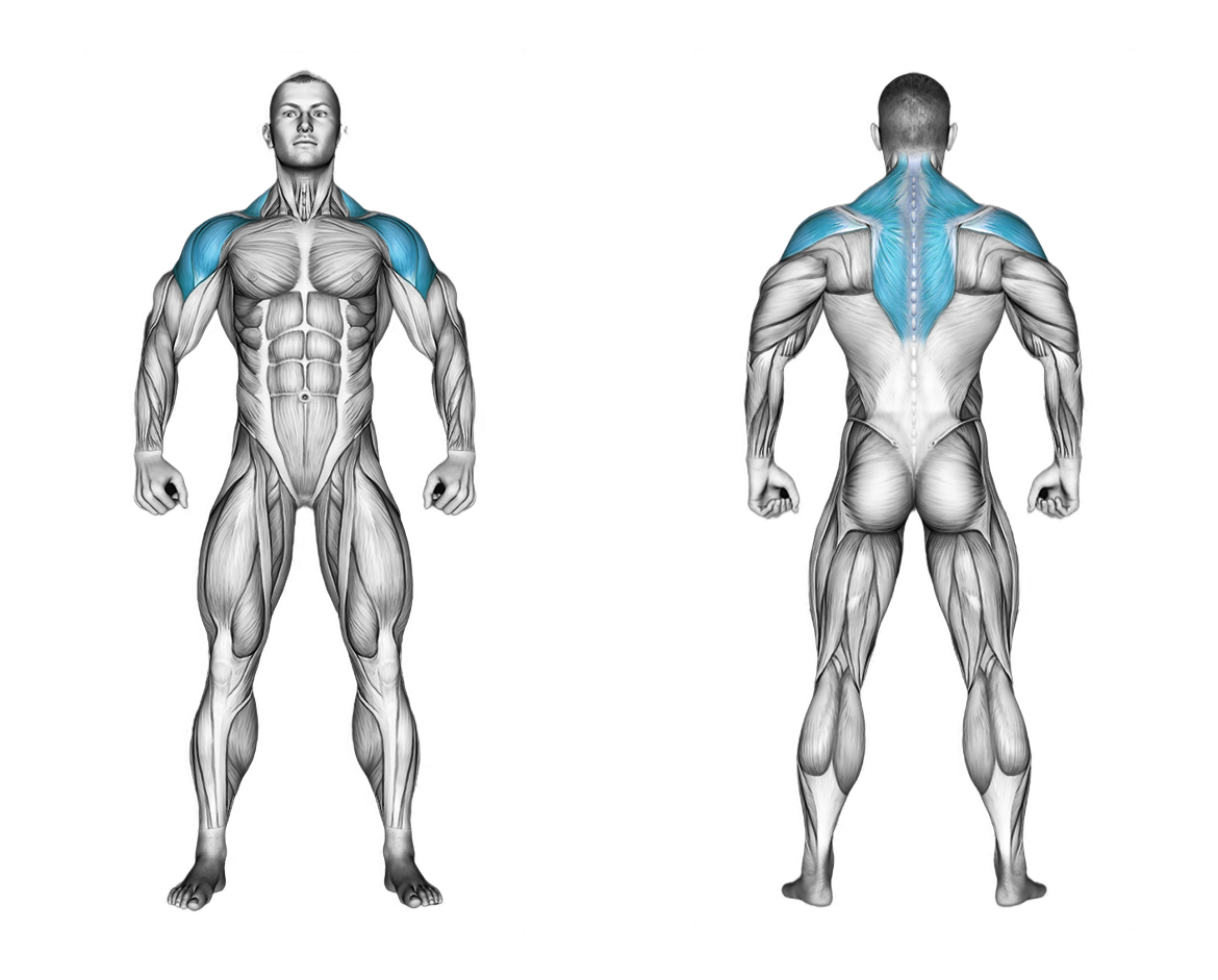Smith Upright Row: shoulders
