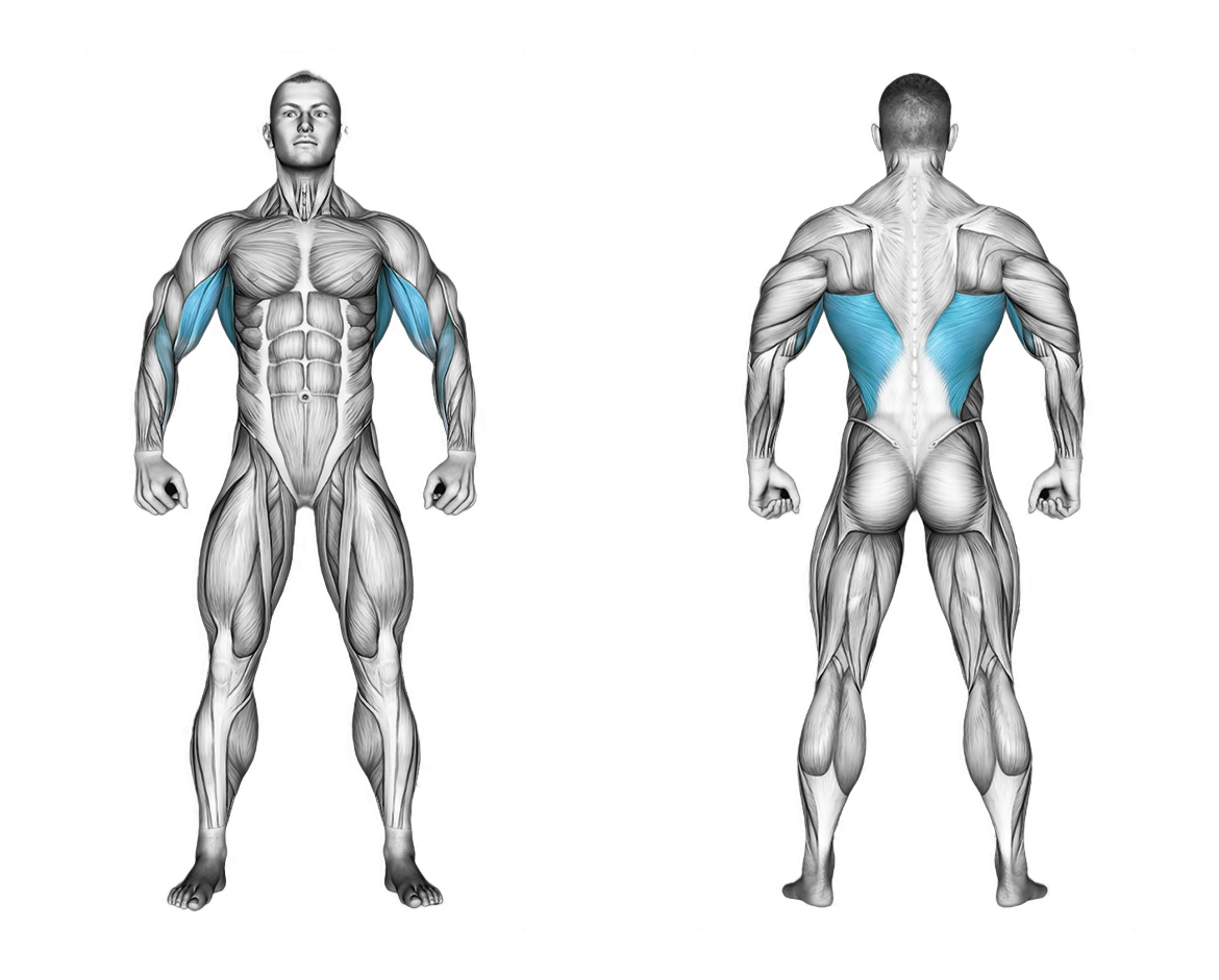 Cable one arm lat pulldown: back