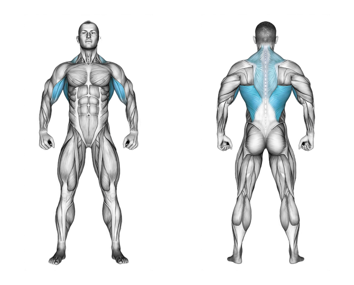 Barbell Reverse Grip Incline Bench Row: back