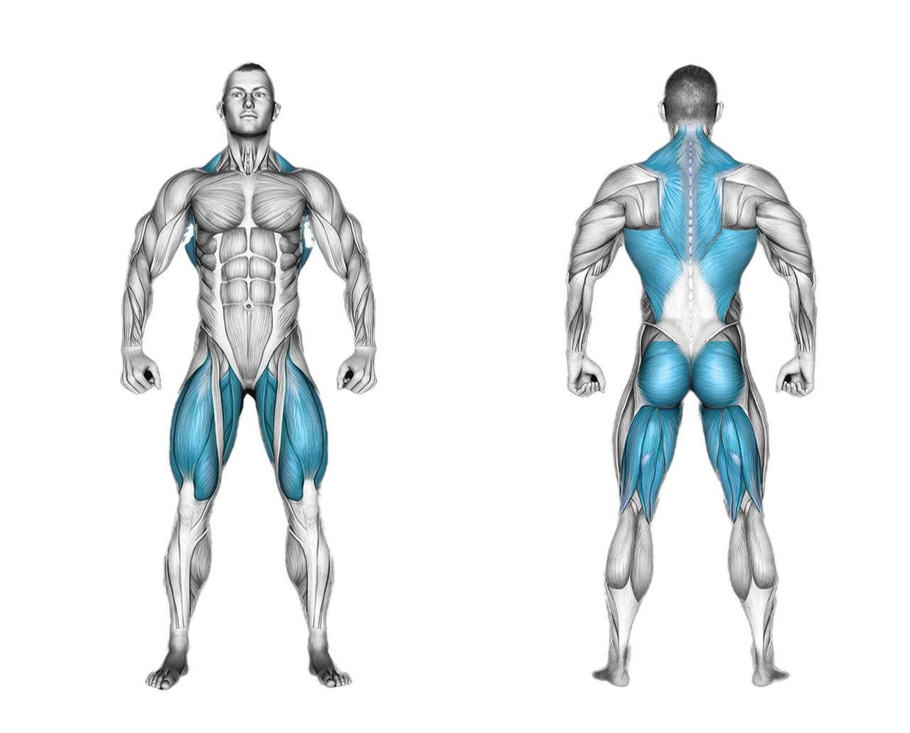 Barbell Sumo Deadlift: legs, glutes