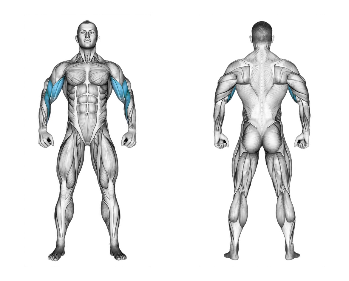 Dumbbell One Arm Zottman Preacher Curl: biceps, forearms