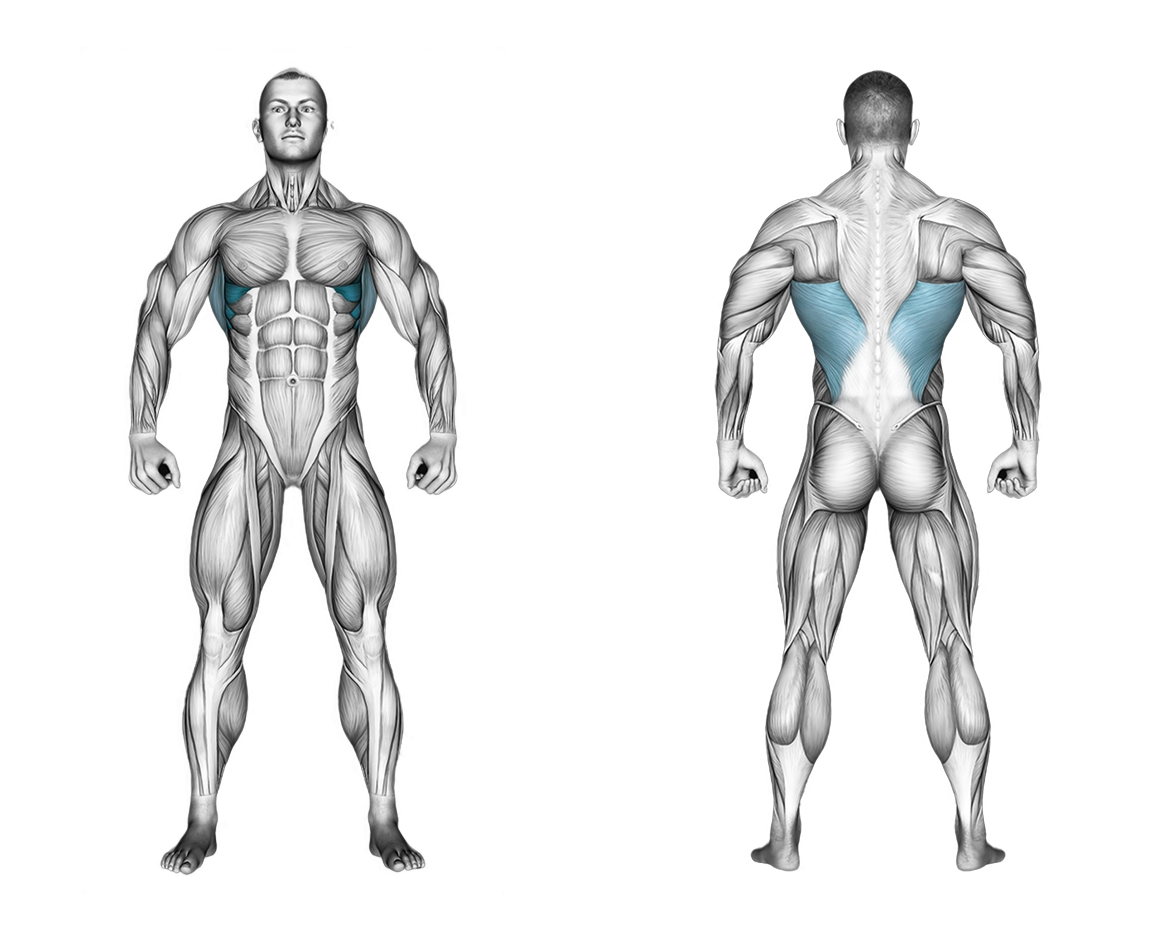 Scapula Dips: back