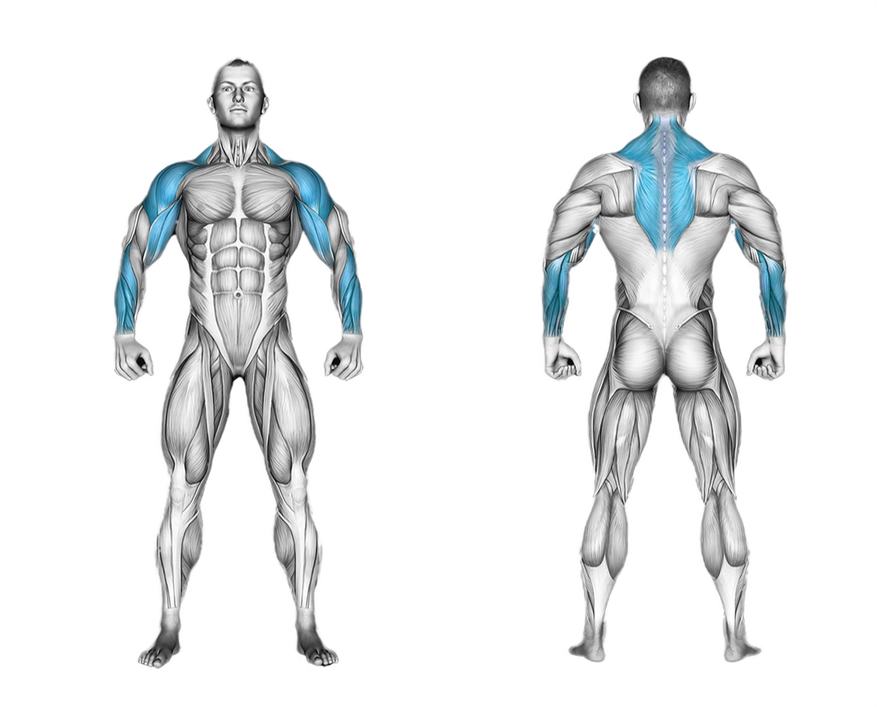 Barbell Upright Row: shoulders